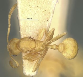 Media type: image;   Entomology 31156 Aspect: habitus dorsal view
